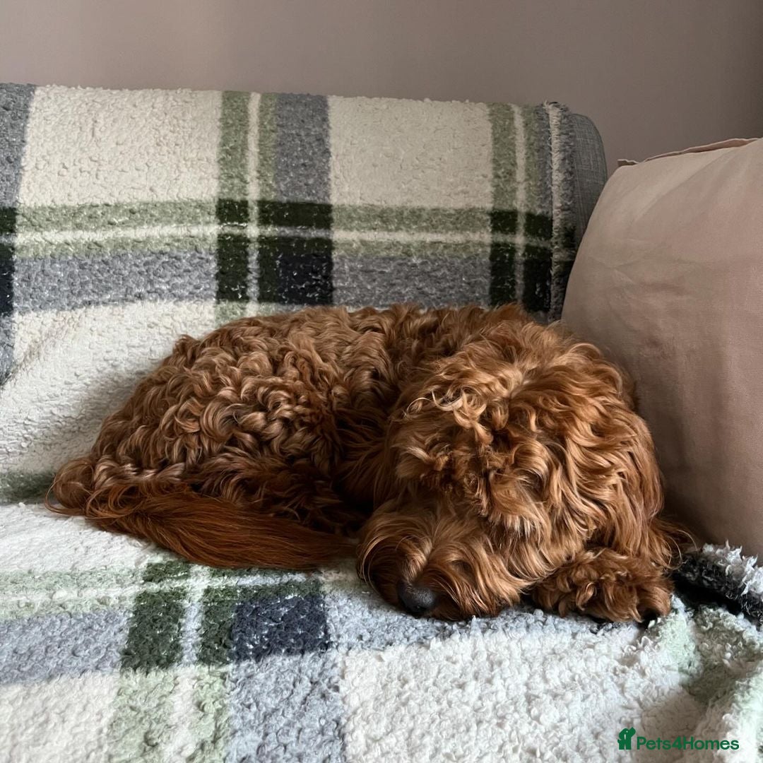 Cockapoo dogs for sale: Beautiful 7Month-Old Puppy Luna - Image 4