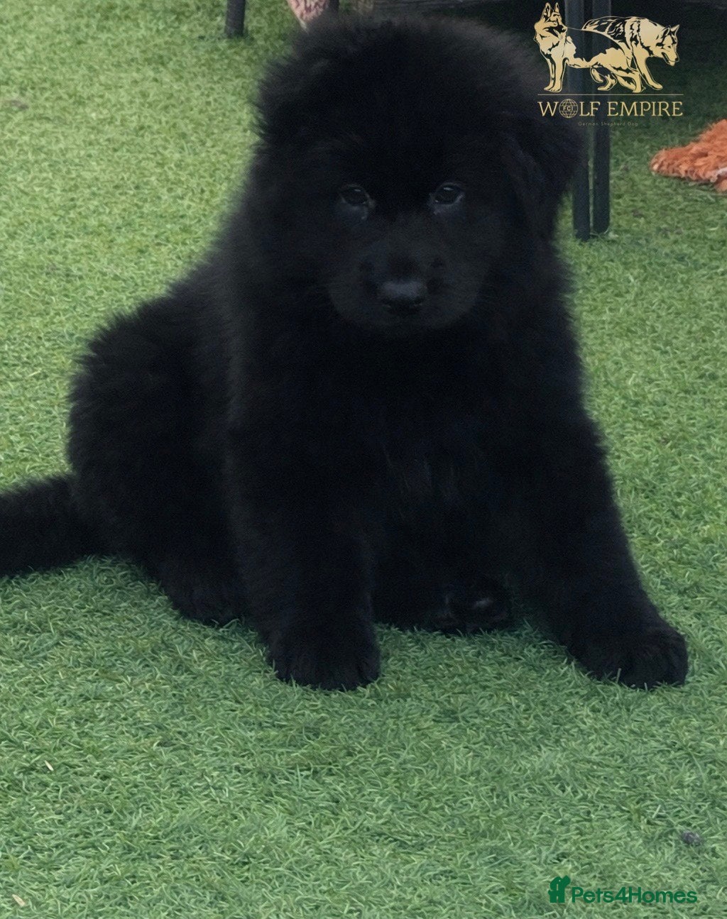 German Shepherd dogs Beautiful Long coat GSD puppies - Advert 2