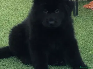 German Shepherd dogs Beautiful Long coat GSD puppies - Advert 2