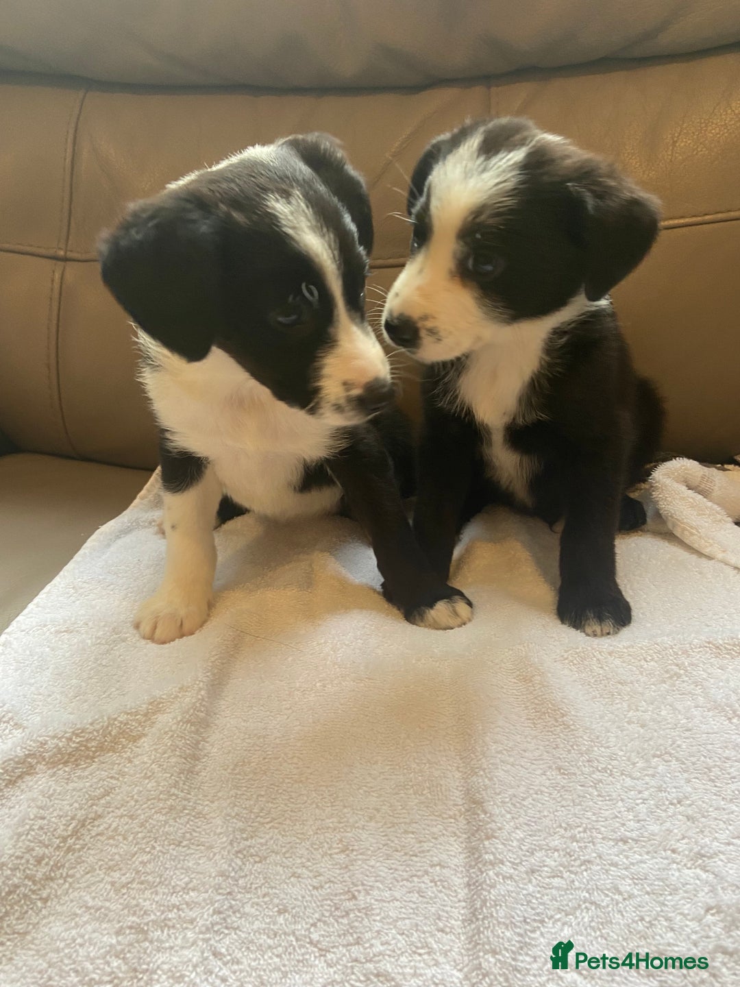 Border Collie dogs for sale: Adorable border collie puppies  - Image 7