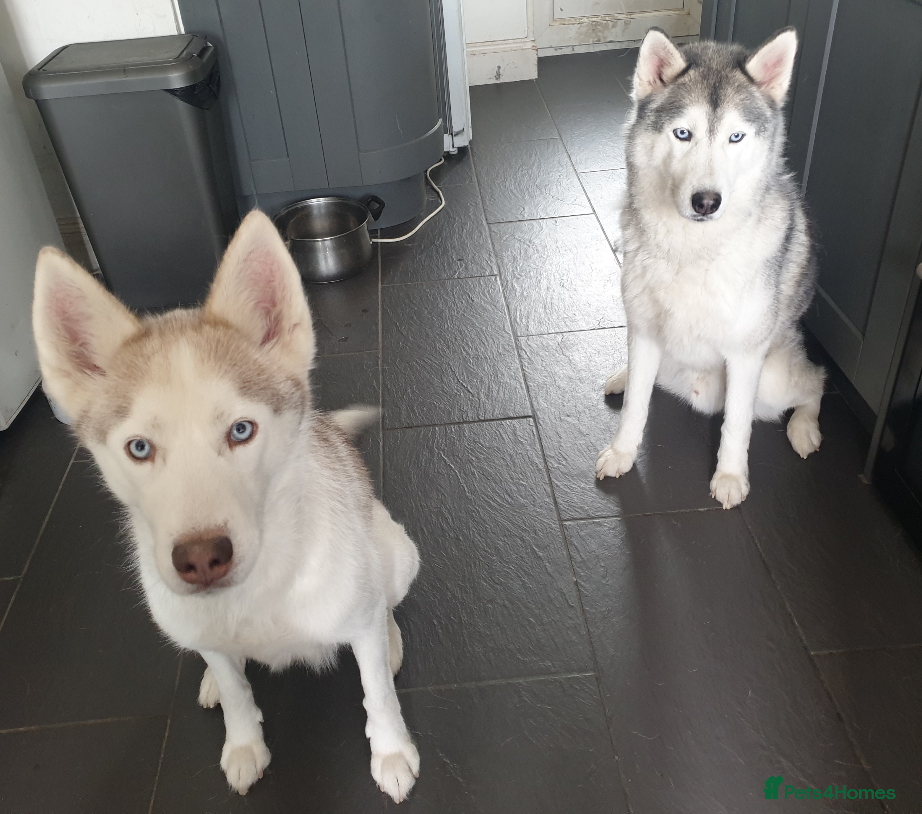 Siberian Husky dogs 2 adult siberian huskies - Advert 5