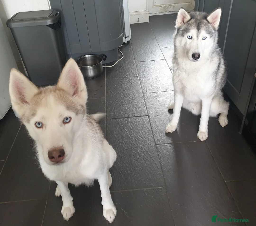 Siberian Husky dogs for sale: 2 adult siberian huskies in Ellesmere Port - Advert 1