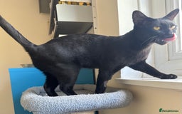 Bombay cats for sale: Affectionate beautiful GCCF reg Bombay femaie - Image 2