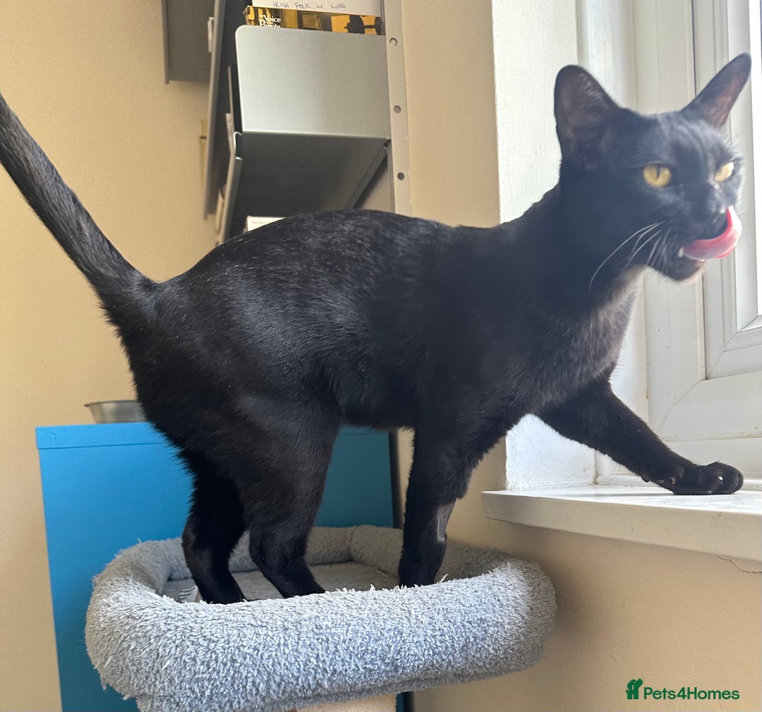 Bombay cats for sale: Affectionate beautiful GCCF reg Bombay femaie - Image 2