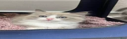 Ragdoll cats for sale: Registered Ragdoll Kittens for Sale - Advert 32