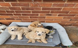 Miniature Poodle dogs for sale: Minatare Poodle Ready Now - Image 2