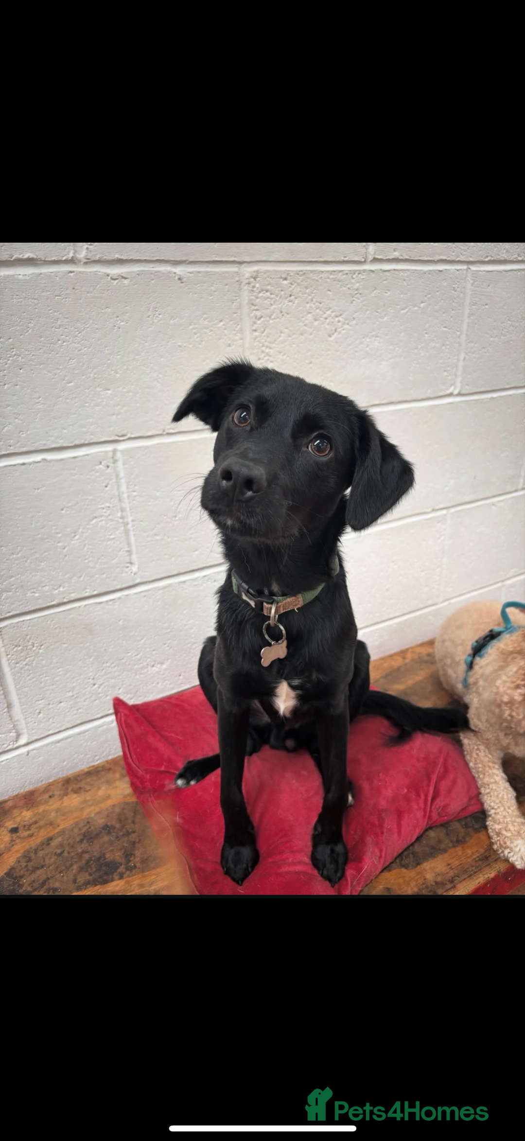 Sprollie dogs for sale: 1year 3month old sprollie - Oscar - Advert 1