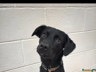 Sprollie dogs 1year 3month old sprollie - Oscar - Advert 1