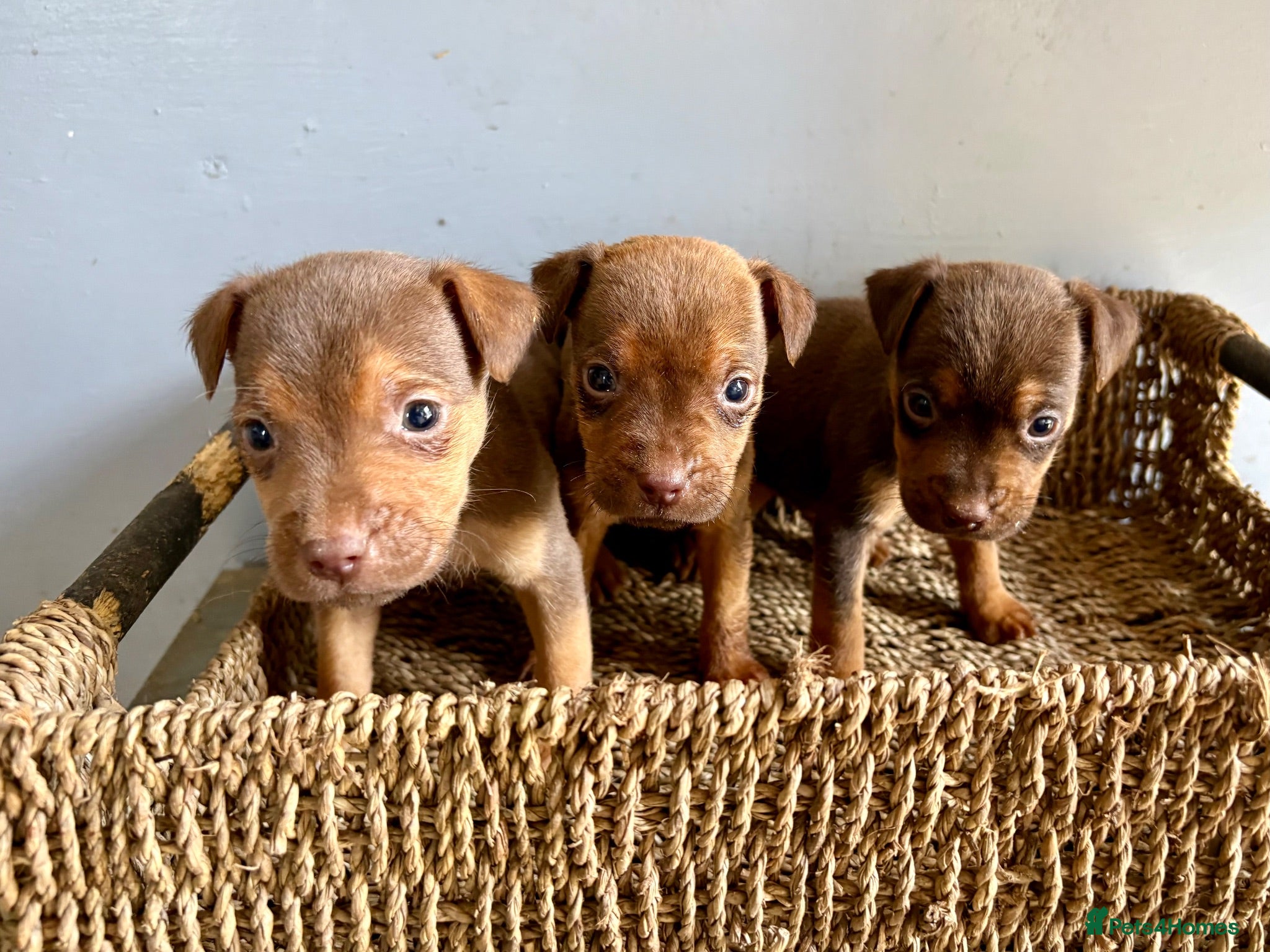 Patterdale Terrier dogs Quality Patterdale Pups Available  - Advert 2