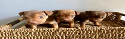 Patterdale Terrier dogs for sale: Quality Patterdale Pups Available  - Advert 2