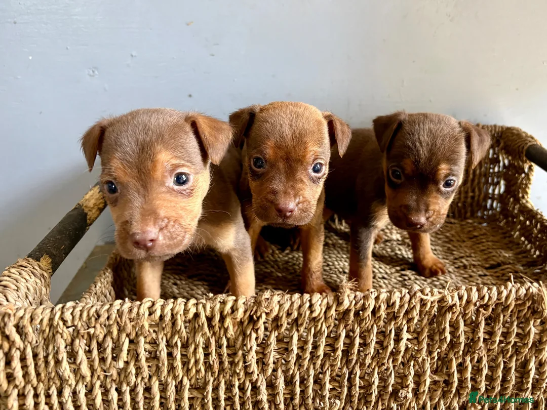 Patterdale Terrier dogs for sale: Quality Patterdale Pups Available  - Advert 2
