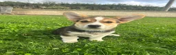 Welsh Corgi Pembroke dogs for sale: 1 Gorgeous KC reg girl DNA health tested parents - Advert 27