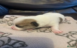 Chihuahua dogs for sale: Beautiful Teacup Chihuahua Puppies Available 16/12 - Image 2