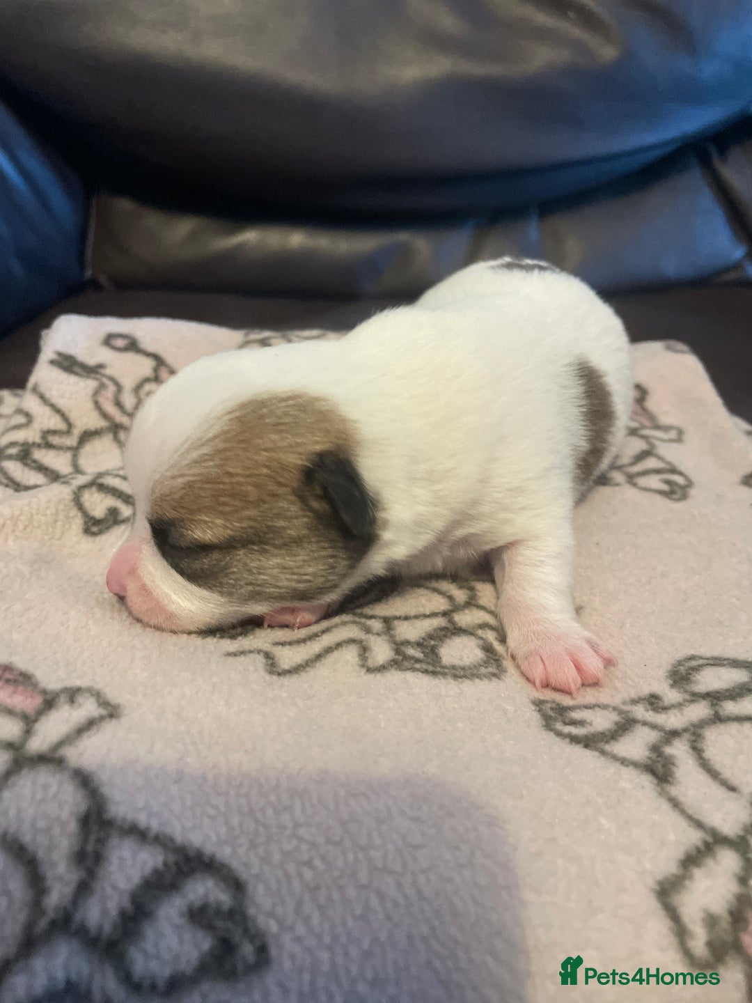 Chihuahua dogs for sale: Beautiful Teacup Chihuahua Puppies Available 16/12 - Image 2