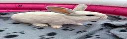 Mini Lop rabbits for sale: 🐰 Beautiful Mini Lop Baby Bunnies –Ready to go 🐰 - Advert 17