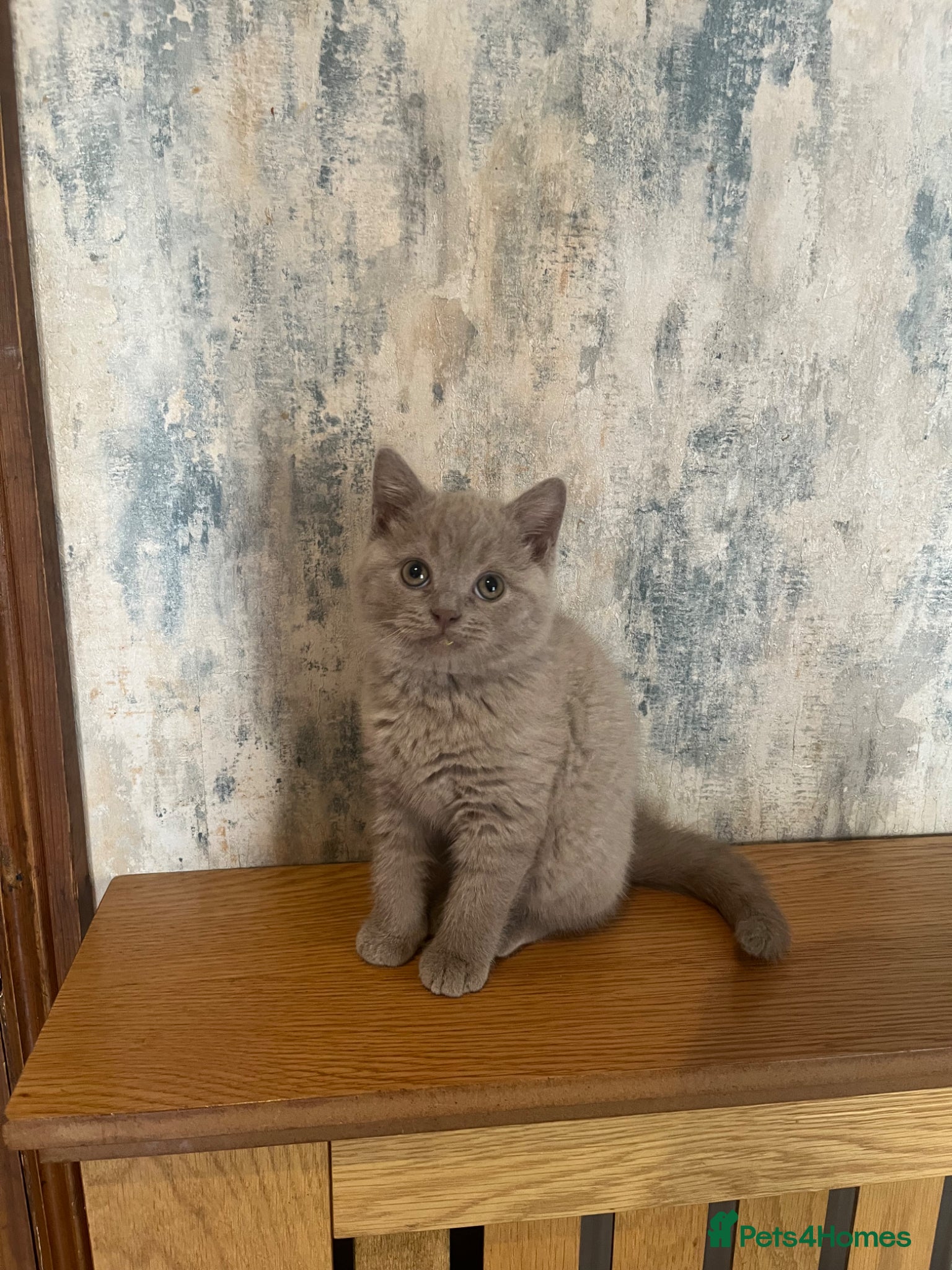 British Shorthair cats 2 lilac BSH Boys READY THIS WEEK - Advert 2