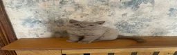 British Shorthair cats for sale: 2 lilac BSH Boys READY THIS WEEK - Advert 2