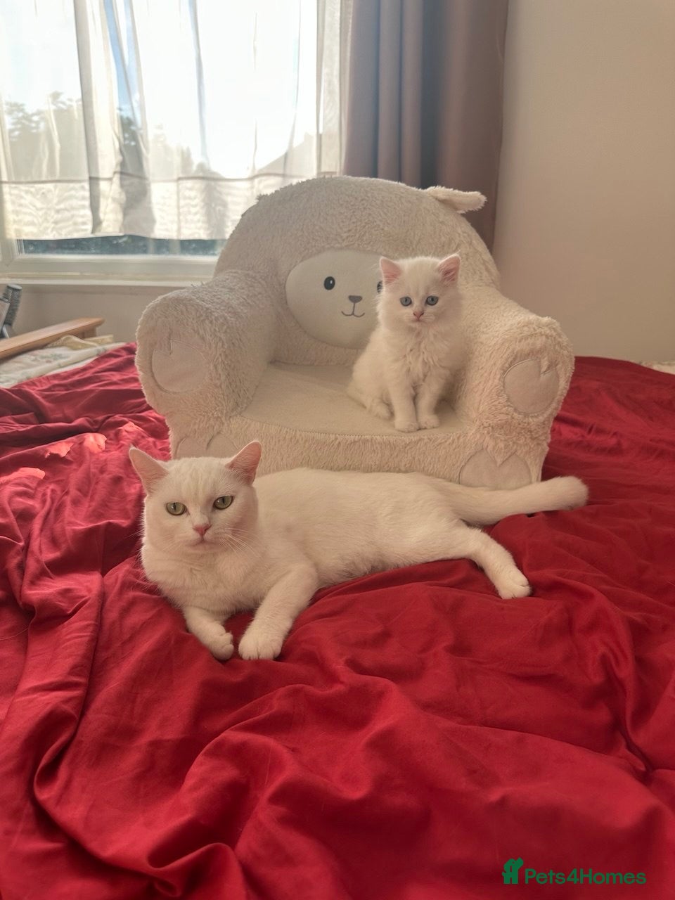 British Shorthair cats 3 Beautiful British Kittens - Advert 2
