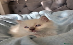 Ragdoll cats for sale: Perfect little blue point Ragdoll girls x5 - Image 13