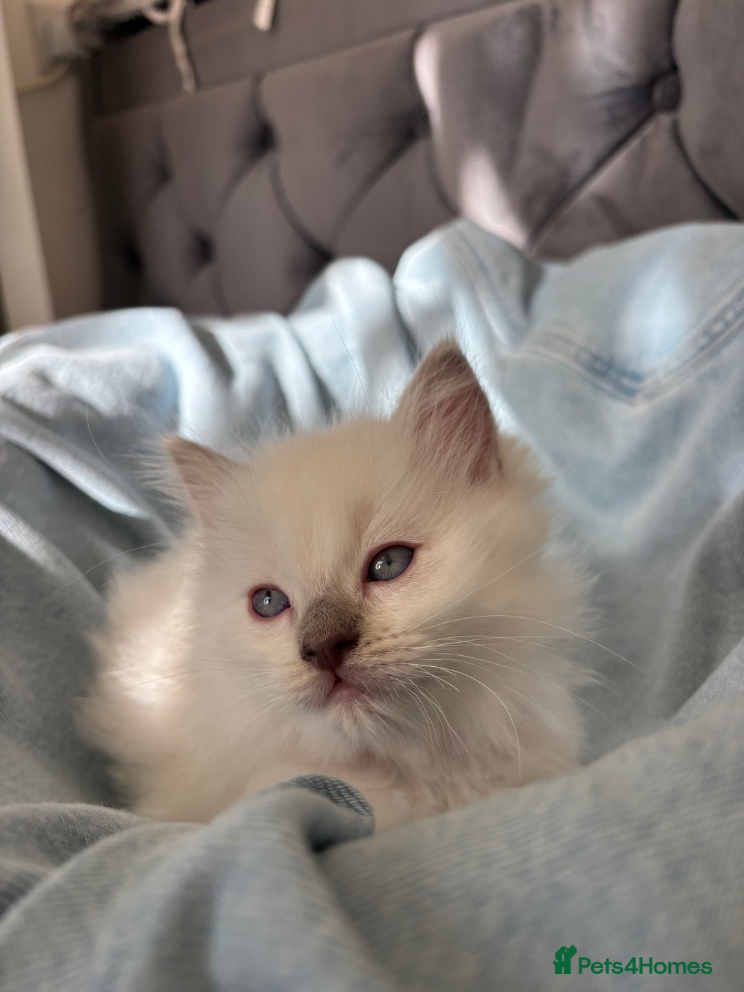 Ragdoll cats for sale: Perfect little blue point Ragdoll girls x5 - Image 13