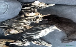 Pixie Bob cats for sale: 3 pixie bobs mixed  in Sheffield - Image 4