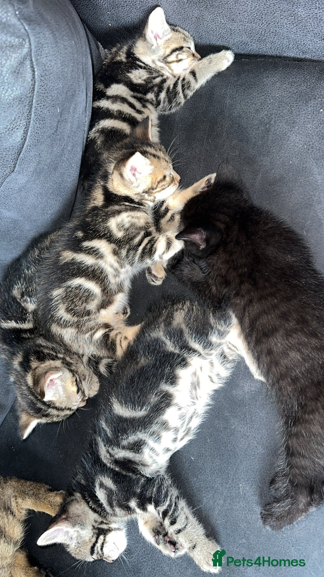 Pixie Bob cats for sale: 3 pixie bobs mixed  in Sheffield - Image 4