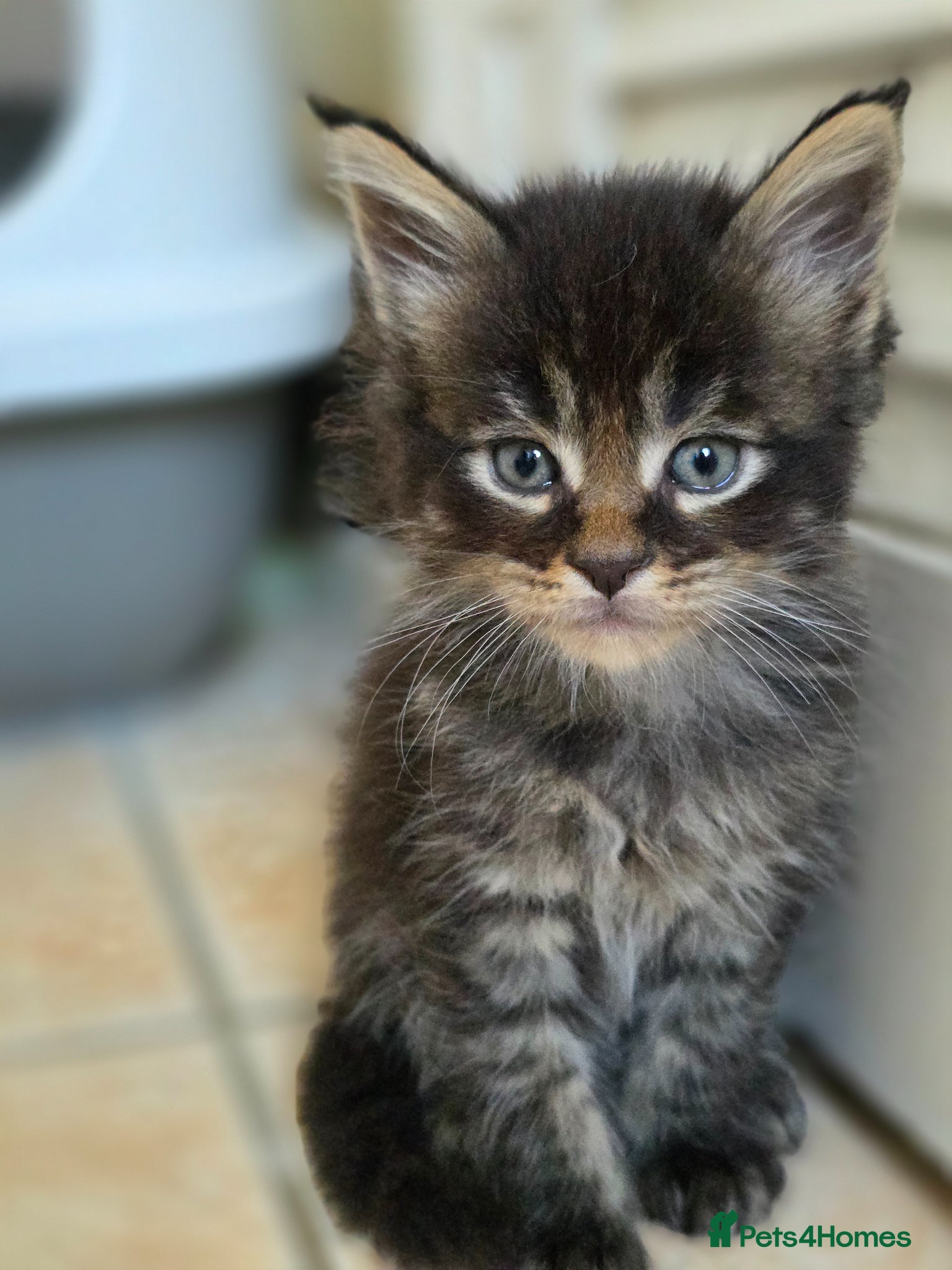 Maine Coon cats Pedigree TICA Registered Maine Coon Kittens - Advert 1