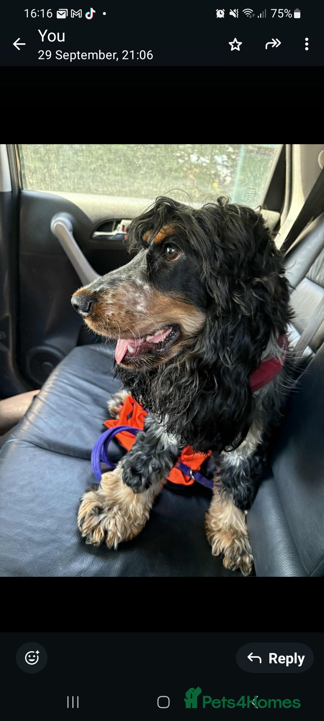 Cocker Spaniel dogs for sale: Little Girl available  - Advert 1