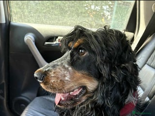 Cocker Spaniel dogs Little Girl available - Advert 1