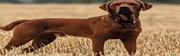 Labrador Retriever dogs for sale: KC Reg Fox Red Labrador Puppies Health Tested in Melton Mowbray - Advert 7