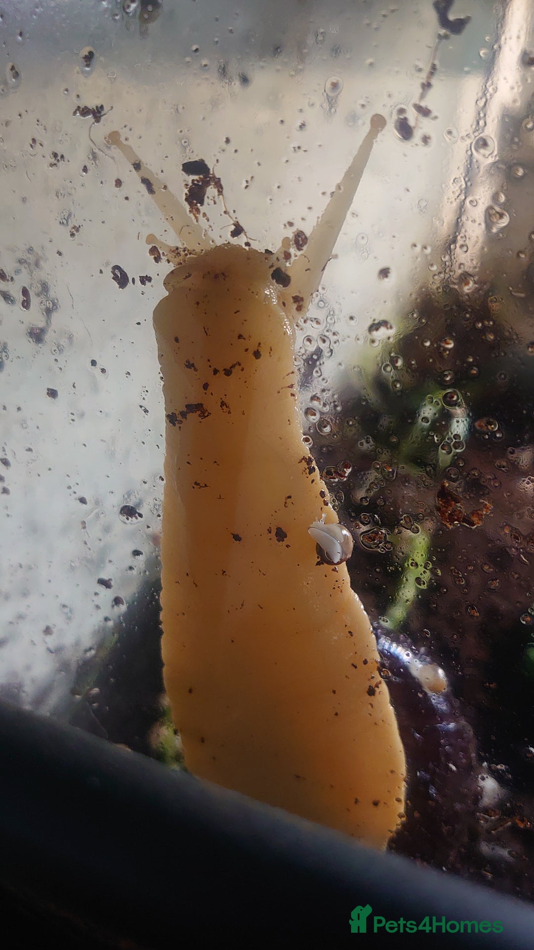 Snails invertebrates for sale: Baby Giant African Land Snails  - Image 8