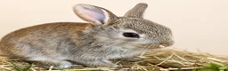 Rex rabbits for sale: Standard Rex x  - Advert 2