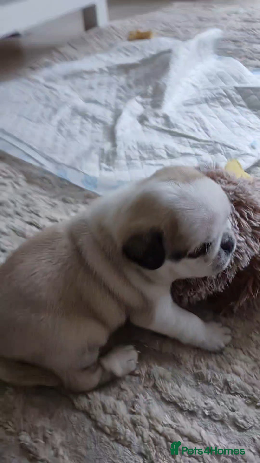 Pug dogs for sale: 2 pug puppies for sale - Image 8