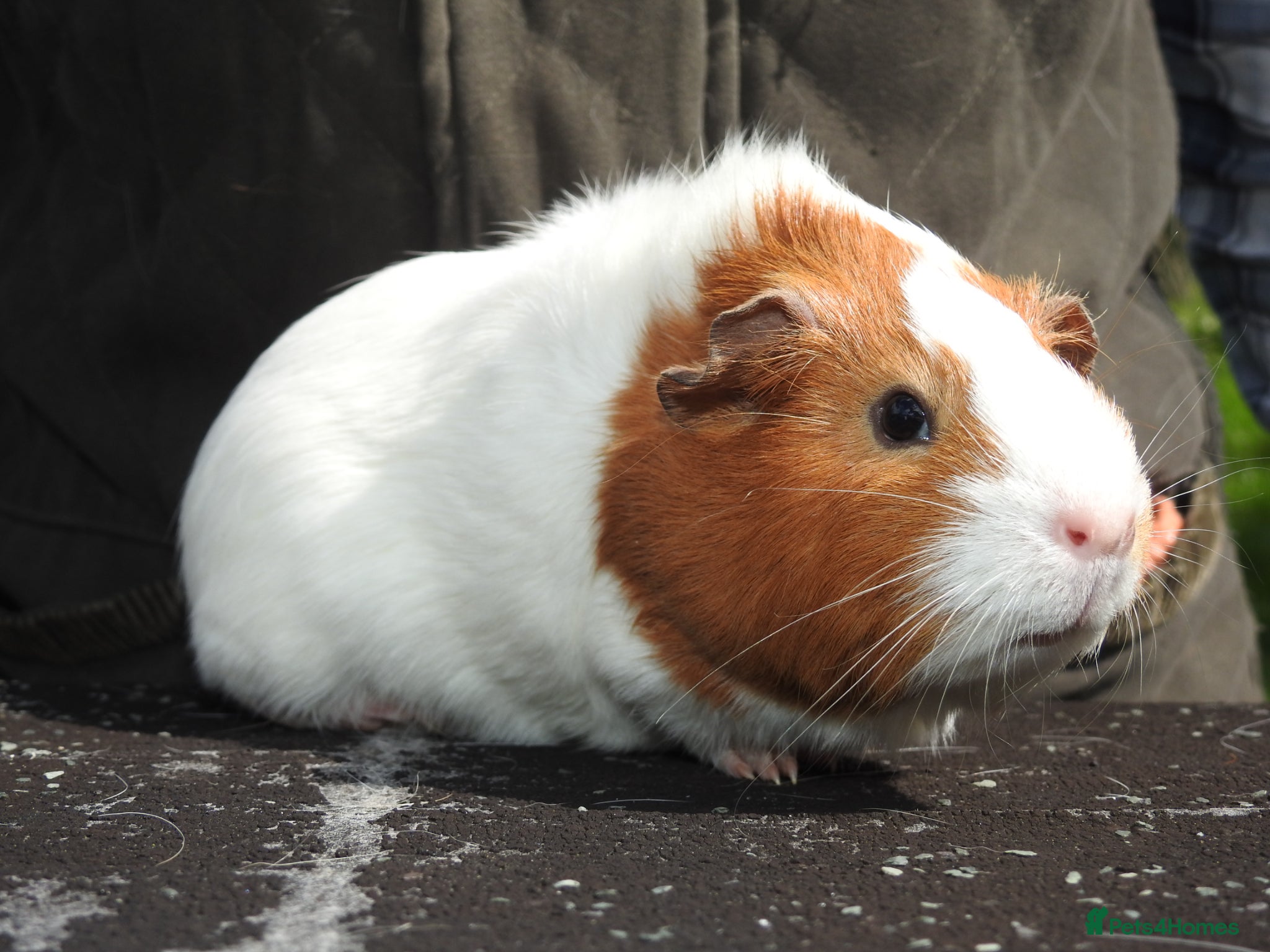 Guinea Pig rodents Pretty Female Guinea pigs for sale - Advert 1