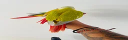 Conures birds for sale: Hand reared conure for sale  - Advert 3