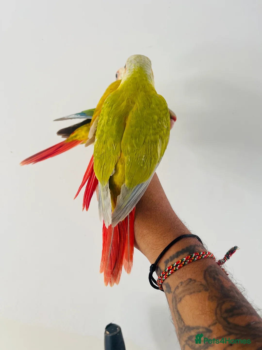Conures birds for sale: Hand reared conure for sale  - Advert 3