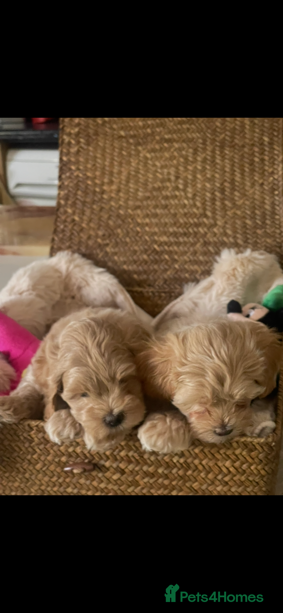 Maltipoo dogs for sale: Maltipoo puppies for sale  - Image 28