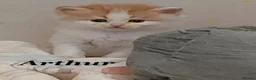 Persian cats for sale: Six absolutely stunning Persian Kittens - Advert 16