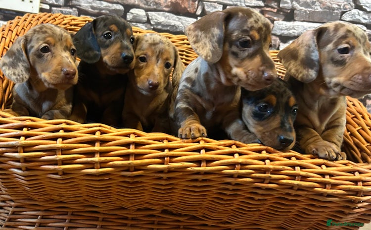 Miniature Dachshund dogs - Advert 3