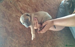 Mixed Breed dogs for sale: Belgian malinois/ border collie  - Image 32