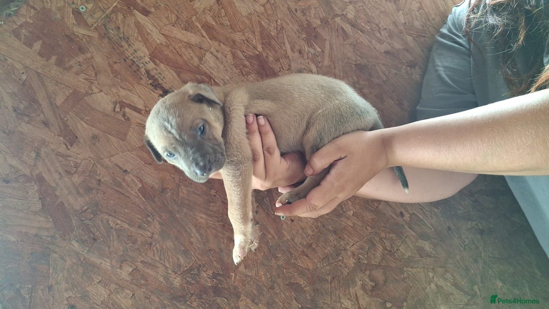 Mixed Breed dogs for sale: Belgian malinois/ border collie  - Image 32