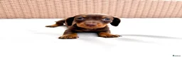 Miniature Dachshund dogs for sale: 7 Adorable Sausage Pups Ready 13th August (4 LEFT) - Advert 10