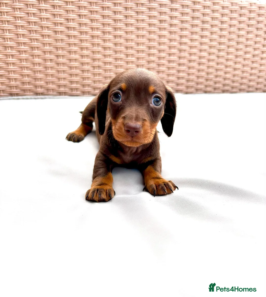 Miniature Dachshund dogs for sale: 7 Adorable Sausage Pups Ready 13th August (4 LEFT) - Advert 10
