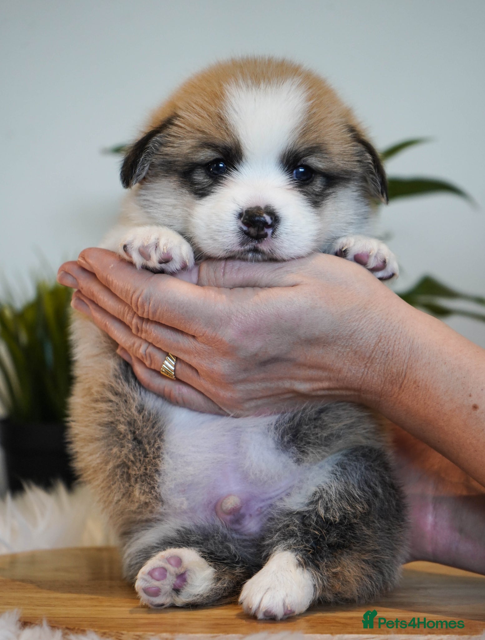 Welsh Corgi Pembroke dogs Welsh Corgi (Pembroke) - Advert 2