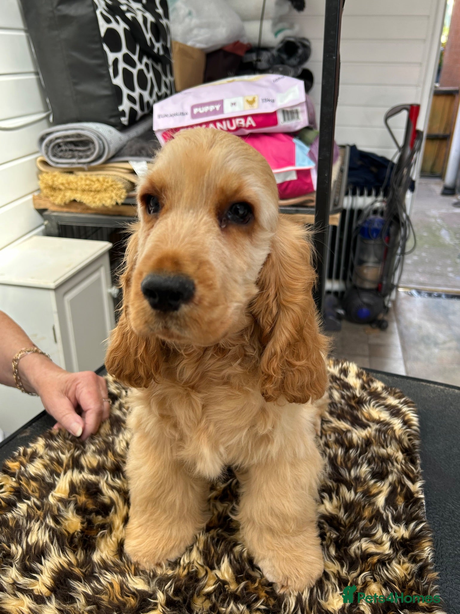 Cocker Spaniel dogs Golden Cocker Spaniel puppy - Advert 1