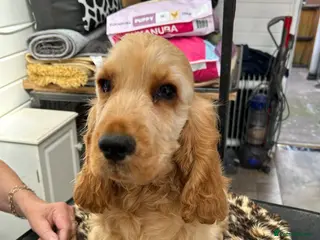 Cocker Spaniel dogs Golden Cocker Spaniel puppy - Advert 1