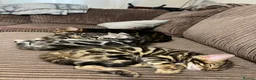 Bengal cats for sale: Bengal kittens  - Advert 11