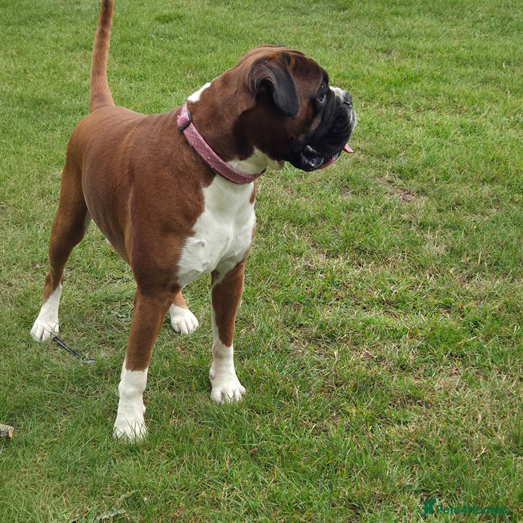 Boxer dogs for stud: 💥 STUNNING 37KG PROVEN RED & BLACK MASK STUD 💥 in Rotherham - Image 3
