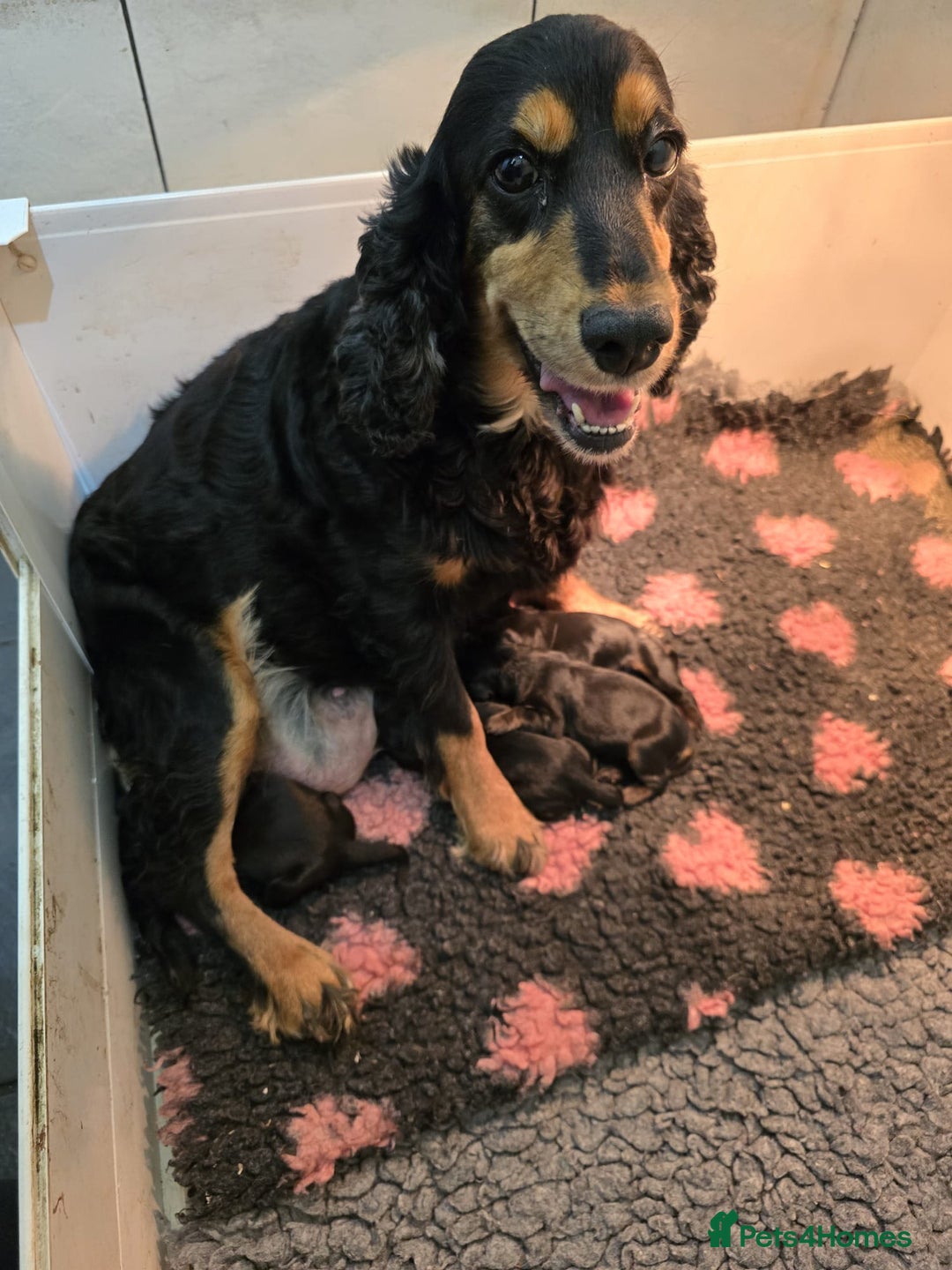 Cockapoo dogs for sale: Show Cockapoo Puppies Homebred Domestic Licence - Image 5