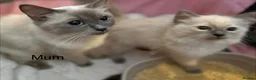 Ragdoll cats for sale: Beautiful Ragdoll Kittens for sale (REDUCED) - Advert 20